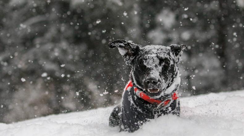 Dog in snow