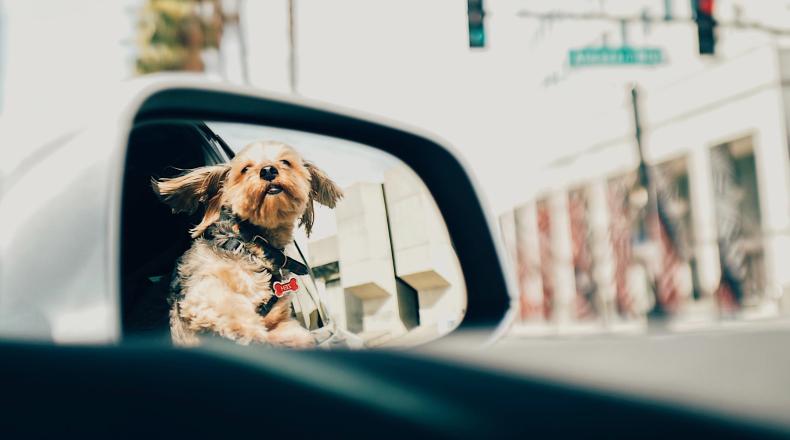 dog in mirror