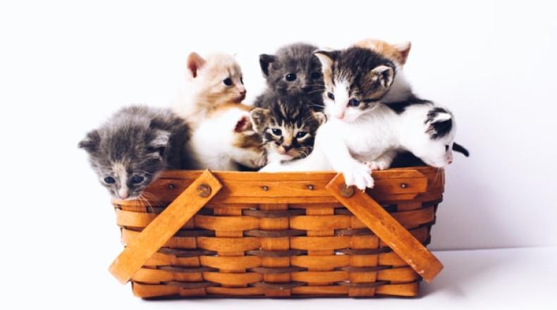 a basket of kittens