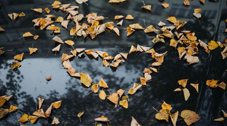 orange fall leaves in shape of heart on black background