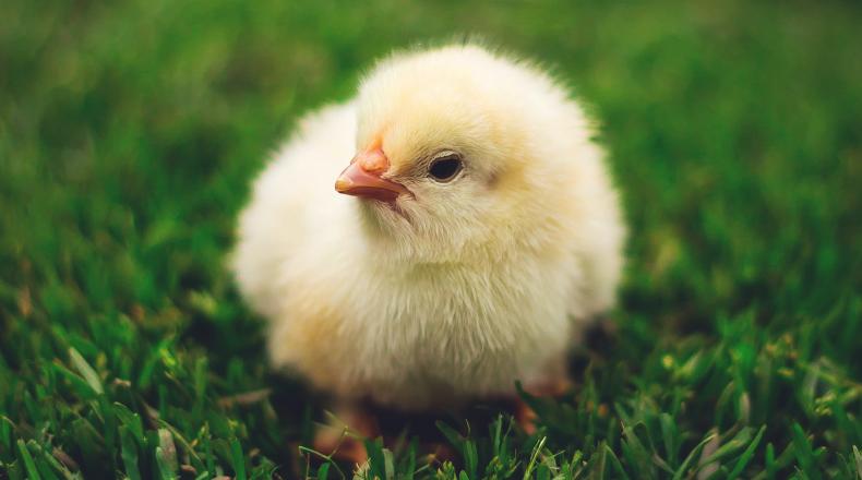 baby chicken sitting in green grass