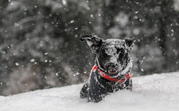 Dog in snow