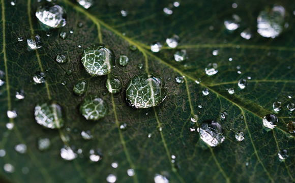 water droplets on a green leaf