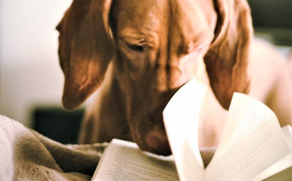 dog reading a book