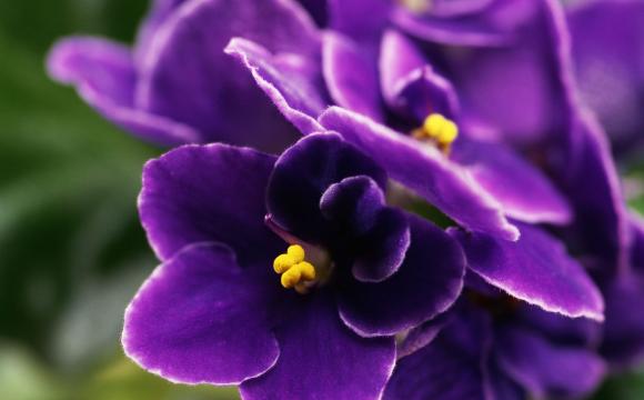 african violets