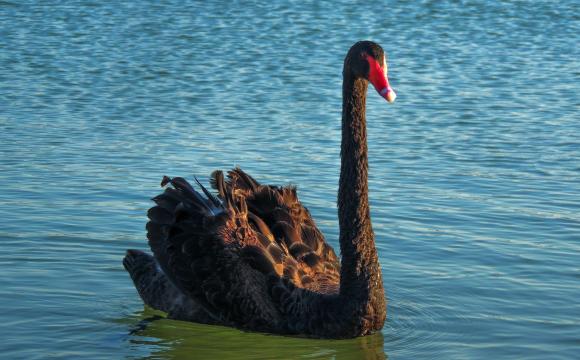 black swan