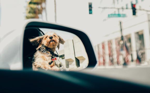 dog in mirror