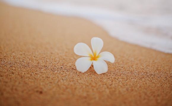 flower on sand