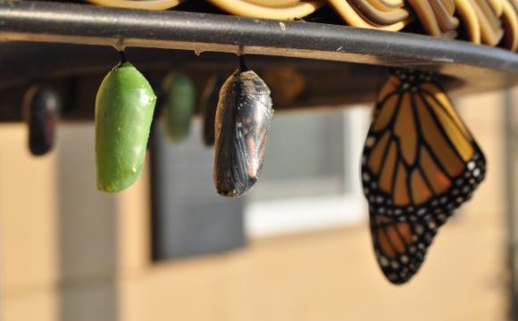 butterfly stages