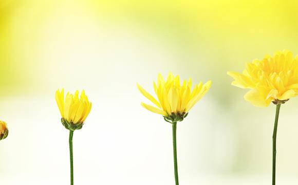 yellow flowers showing growth in stages