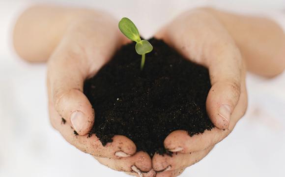 hand holding dirt with a plant starting to grow